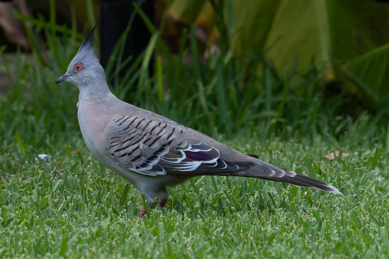 Ocyphaps lophotes (Crested Pigeon).jpg